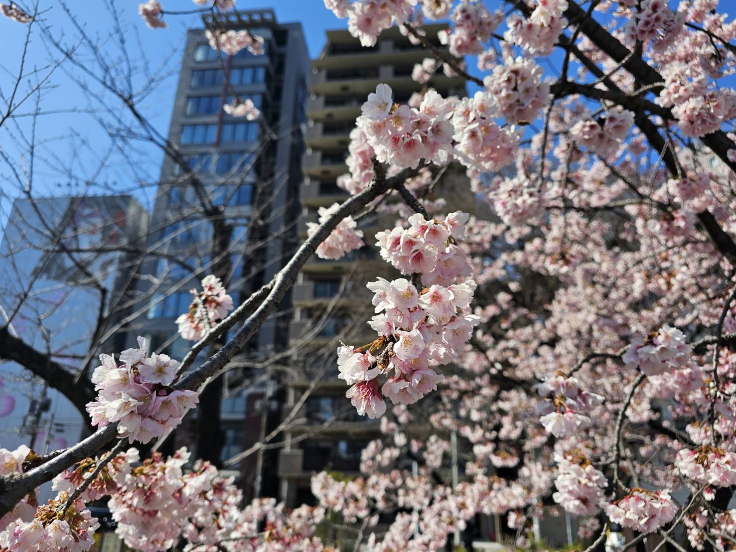 隅田川に桜？